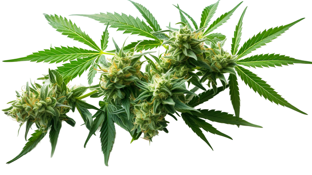 Green ever Life_Canabis_Pflanze